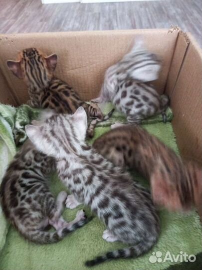 Бенгальский котята