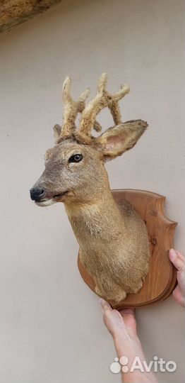 Чучело косули