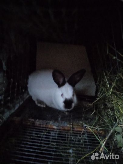 Калифорнийцы