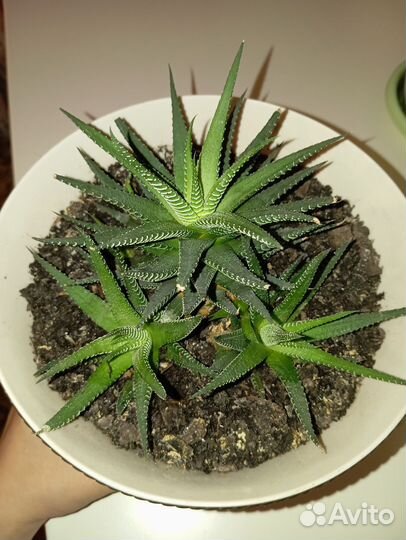 Суккулент хавортия