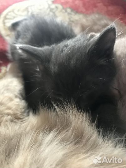 Котёнок серый, пушистенький
