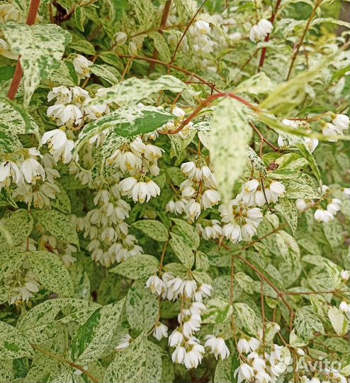 Дейция Мармората