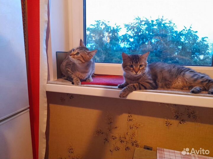 Твикс из обаяния и нежности : коты 9 мес