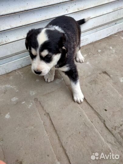 Метис хаски