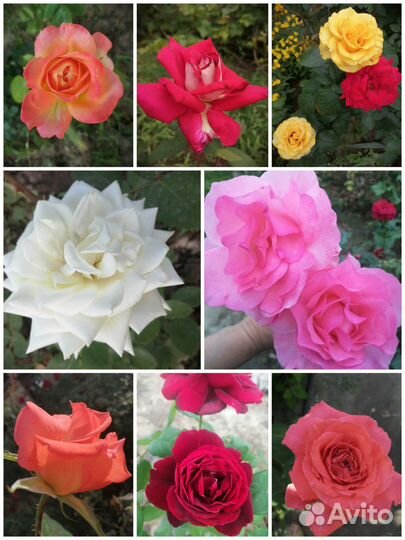 Розы кустовые