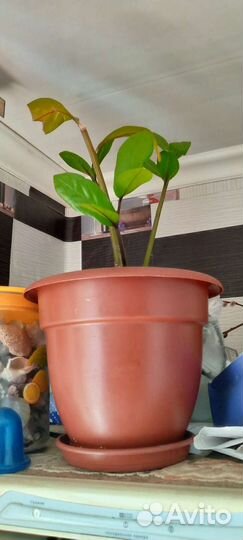 Замиокулькас