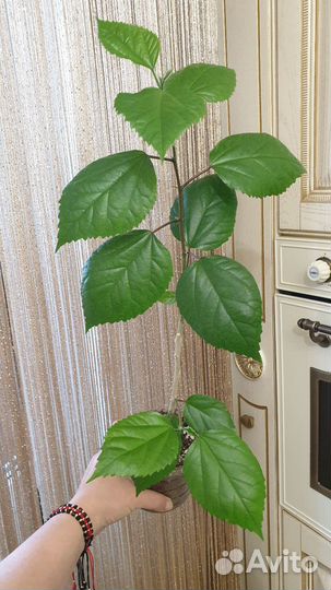 Гибискус красный махровый