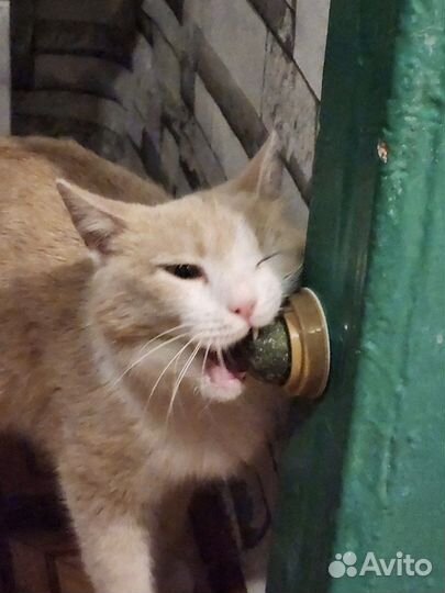 Кошачья мята шарик