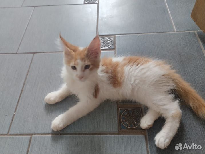 Котята мейн-кун