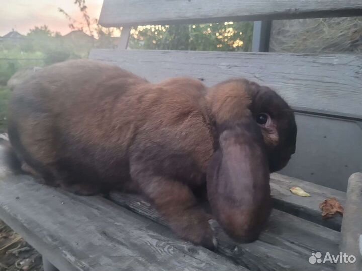 Французкий баран