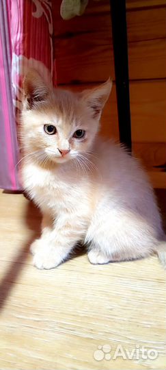 Персиковый рыжий котенок