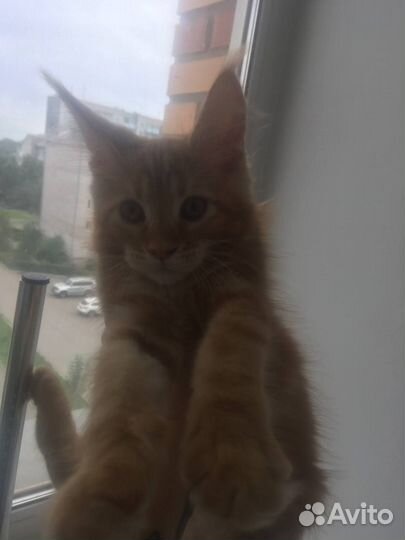 Кошки мэйкун