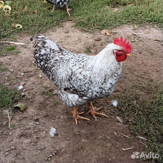 Молодые петухи,Виандоты
