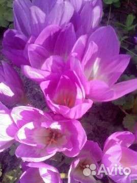 Луковицы безвременника