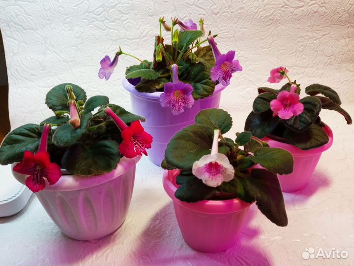 Минисиннингии