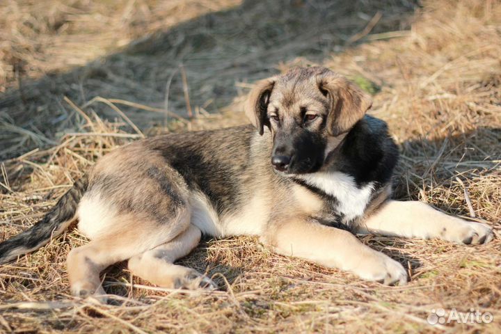 Щенок в добрые руки
