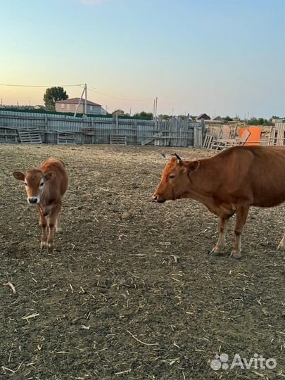 Коровы с телятами