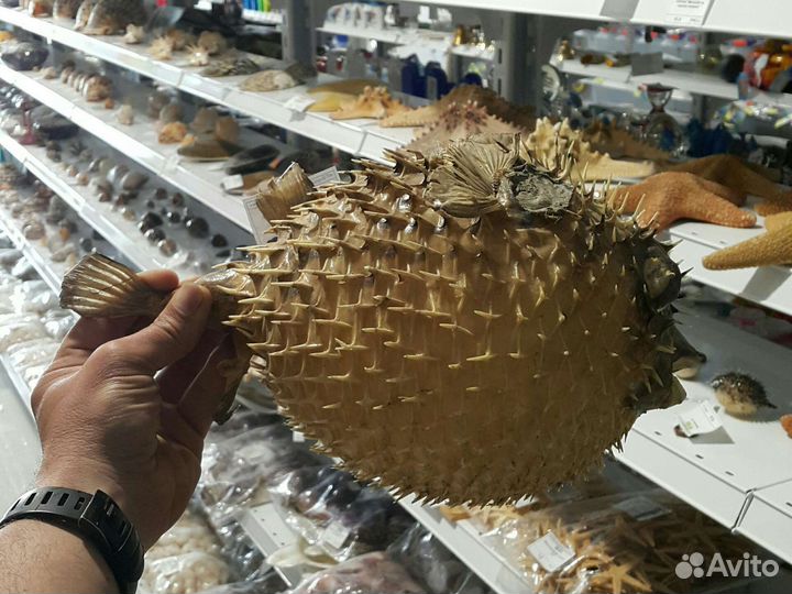 Рында штурвал корал рыба ракушка морские сувениры
