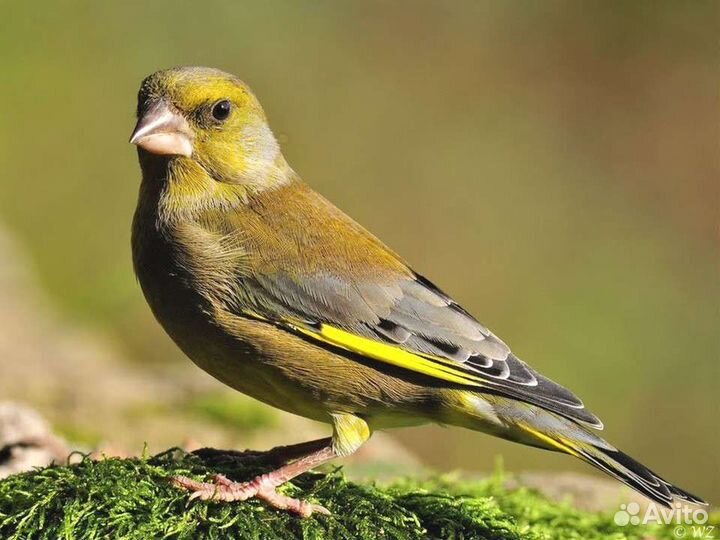 Зеленушка самцы