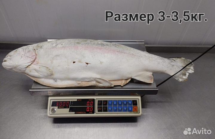 Форель псг 3-3,5