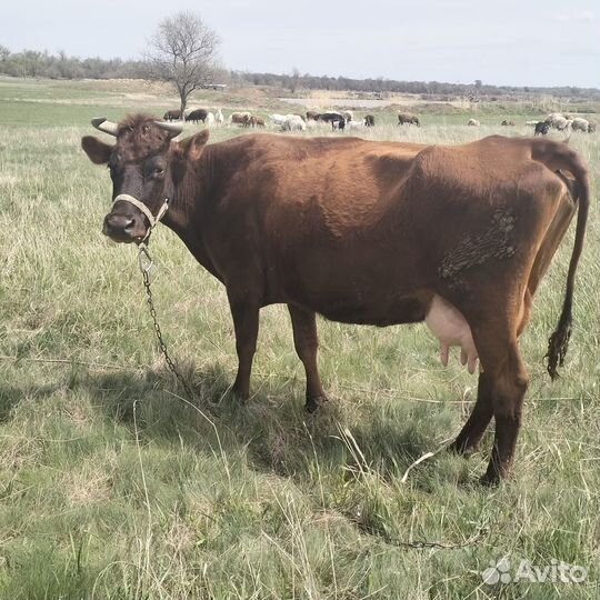 Корова высокоудойная