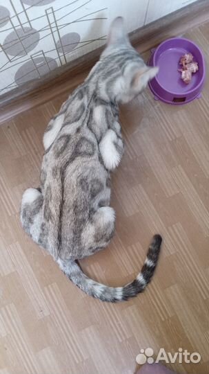 Бенгальская кошка серебро