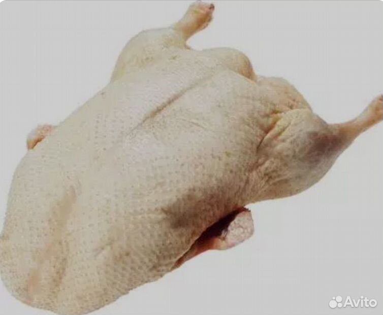 Авито тушка утки. Мясо утки. Тушка утенка 1 сорт замор. Авито тушка утки. Тушка утки.