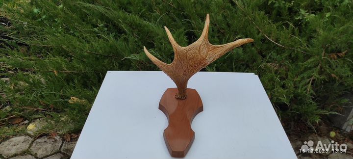 Вешалка сувенир из рогов лося