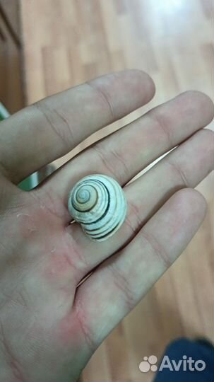 Древняя ракушка доисторического моллюска