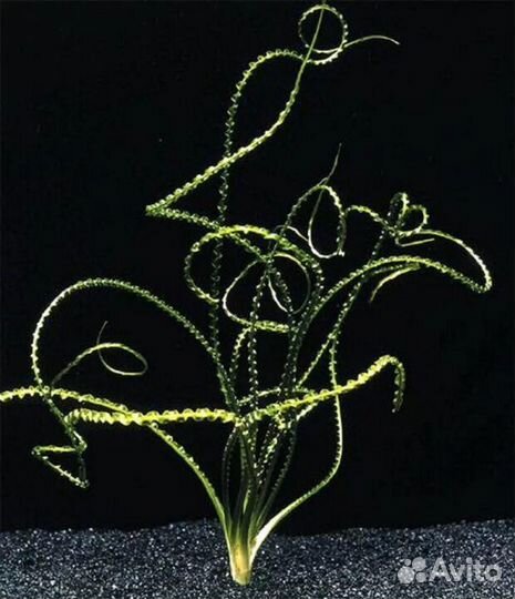 Аквариумные растения