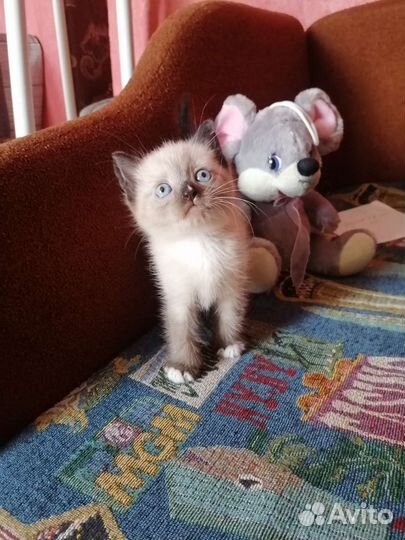 Кошки в добрые руки бесплатно