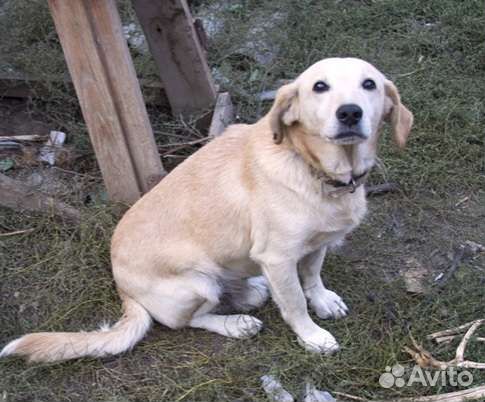 Белый пёс метис осиротел