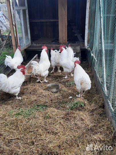 Петух маран белый