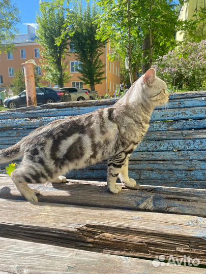 Кот в добрые руки даром бесплатно