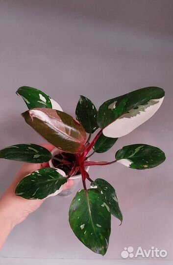 Филодендрон Рэд Андерсон