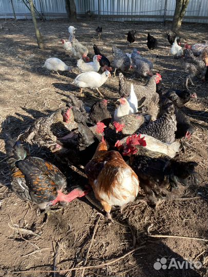 Петушки. Голошейки и Кучинские