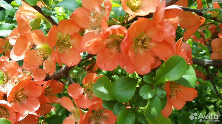 Саженцы айва японская