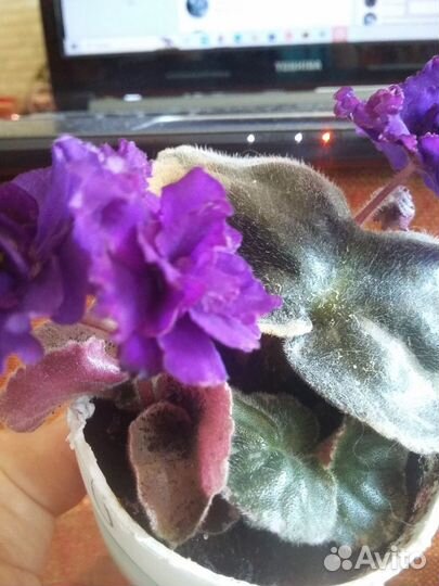 Домашние цветы