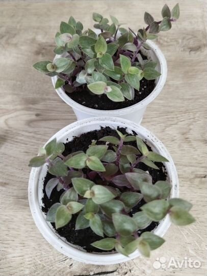 Каллизия/Розовая пантера