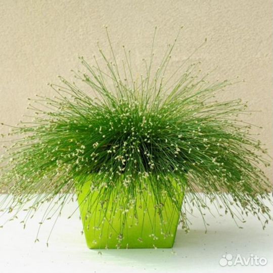 Комнатные растения: изолепис и традесканция