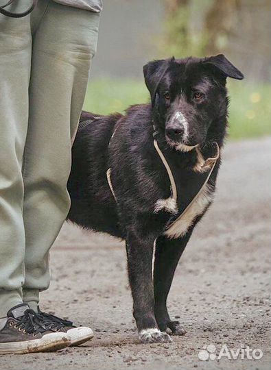 Плюшевая девочка в добрые руки