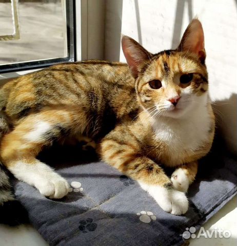 Кошечка Анфиса