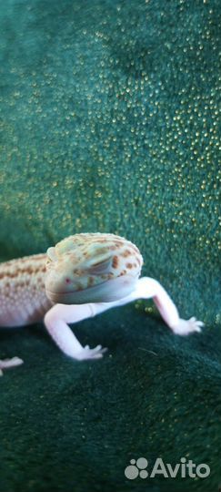 Геккон Эублефар