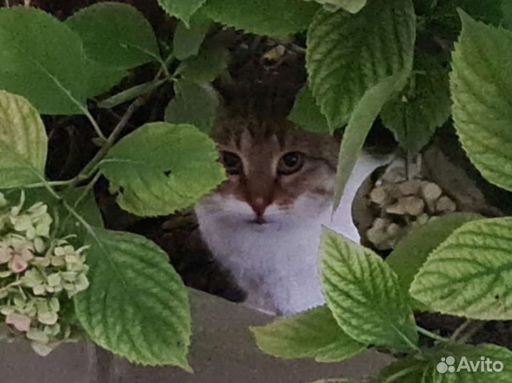 Кастрированный кот Василий. Доставка по адресу