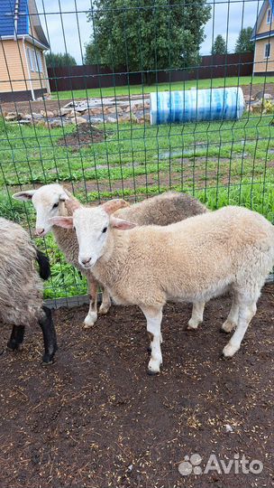 Баранчики и овечки живым весом