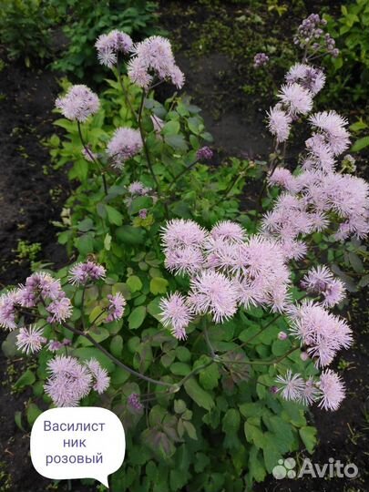 Многолетники ч. 5.Предварительный заказ