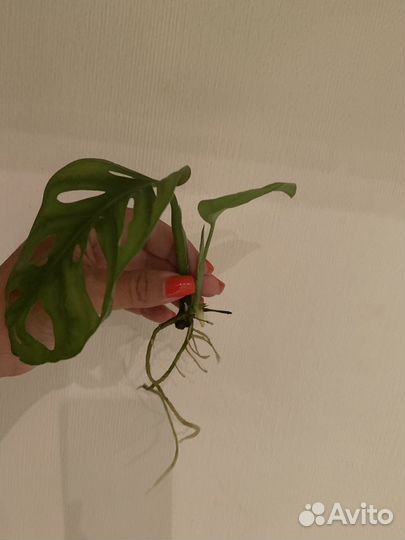 Монстера манки