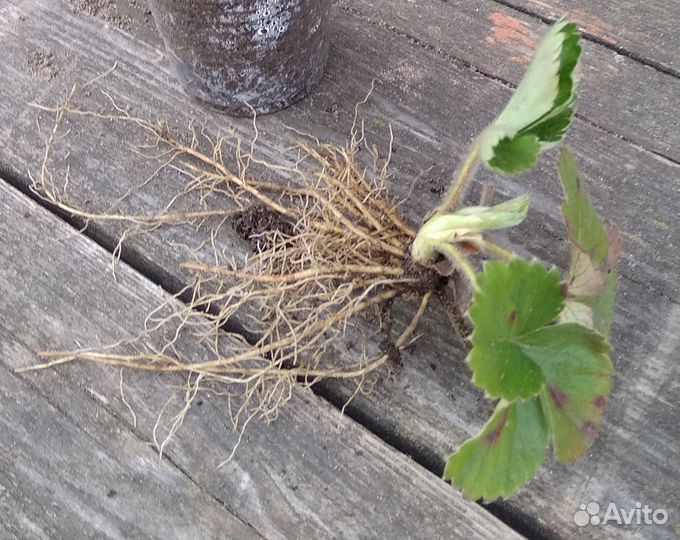 Усы клубники открытая корневая