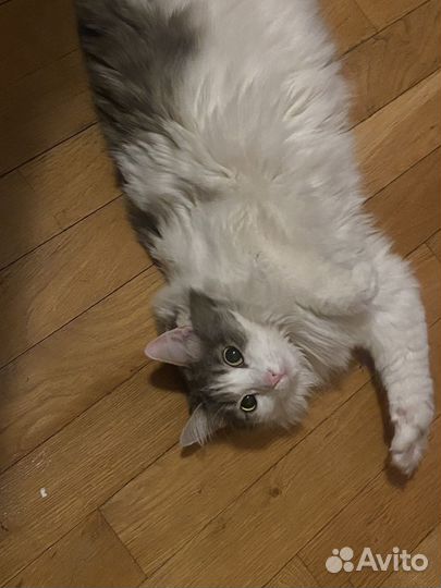 Кошка