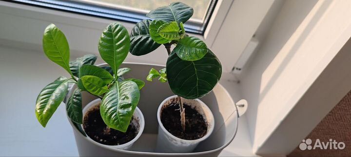 Гардения жасминовидная